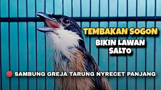 the shrike shoots the sound of the sogon gacor u0026 greja tarung making the birds fight miyik 