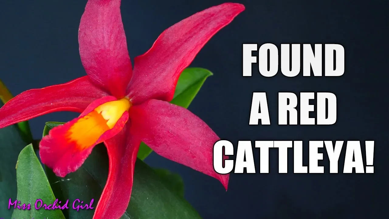 NEW ORCHIDS TO COLLECTION I FOUND A PURE RED CATTLEYA!