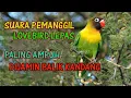 Download Lagu SUARA PANGGILAN LOVEBIRD LEPAS JERNIH DAN KERAS, DIJAMIN BALIK KANDANG!!