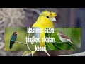 Download Lagu Kompilasi Masteran suara..!! Sikatan londo, Tengkek buto, Kenari Cocok masteran murai batu