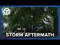 Storm rips through parts of Port Huron leaving downed power lines destroying countless trees