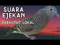 perkutut lokal gacor suara ejekan perkutut lokal