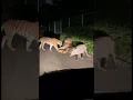 Lion \u0026 Tiger Shocked by the Zoo’s New Night Guard 😂🐗🦁🐯 #wildboar #animals