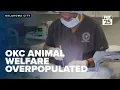 OKC overwhelmed by pet overpopulation free services offered