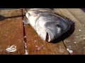 Cleaning Sheepshead with Captain Sonny Schindler
