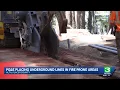 PG E undergrounding power lines in Placer County to reduce wildfire risk