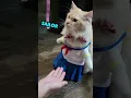 LUNA should have been a SAILOR SCOUT