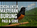 Download Lagu MASTERAN MEWAH MURAI BATU BONGKAR ISIAN TERBAIK SEPANJANG MASA100% AMPUH BIKIN LAWAN KOCAR KACIR