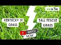 Kentucky 31 Vs Tall Fescue - Know Which One Is Best