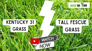 Kentucky 31 Vs Tall Fescue - Know Which One Is Best