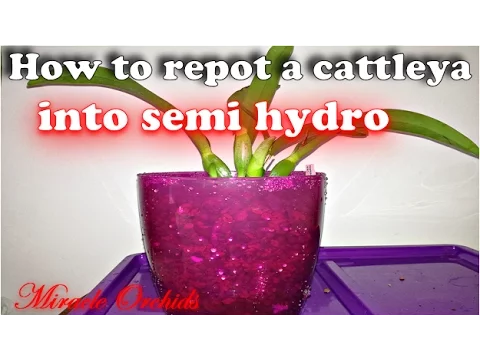 HOW TO REPOT A CATTLEYA ORCHID INTO SEMI HYDROPONICS
