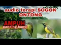 Audio terapi Sogok Ontong ijoan, Apuh pancing bunyi
