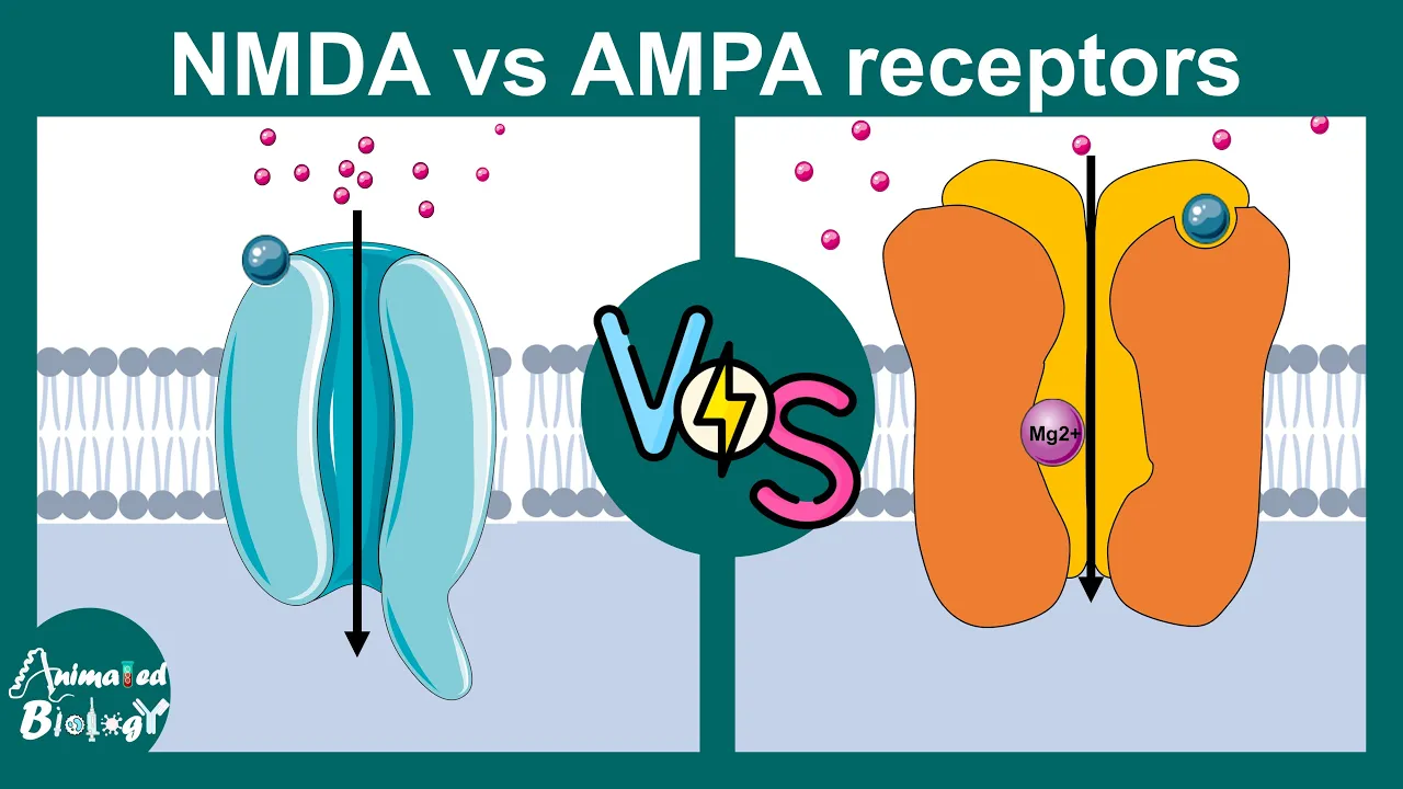 NMDA vs AMPA Receptors | Differences Explained Simply | Neurology playlist