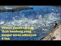 Panen ikan bandeng yang sangat seru dan mencengangkan. 6 ton sekali panen