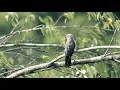 Download Lagu burung emprit gantil