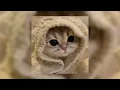 Download Lagu taylor swift - enchanted (sped up)