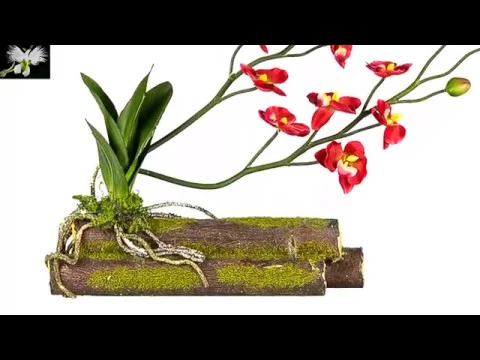 COLOCAR UNA ORQUÍDEA EN TRONCO
