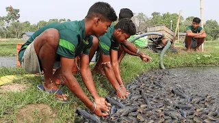 Lihatlah Kegilaan saat makan yang luar biasa ini! Hungry Wild Catfish in Ponds!!