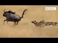 The power of the pack Wild dogs AMAZING relay hunting strategy Life Story - BBC