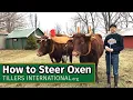 Oxen Basics How to Steer Oxen