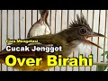 Download Lagu Cara Mengatasi Cucak Jenggot Over Birahi
