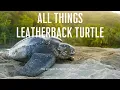 All Things Leatherback Turtle - The Largest Turtle in the World With the Scariest Throat