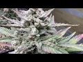 WHITE TRUFFLE AUTO FLOWERS FROM ILGM