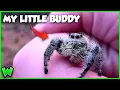 The Process of Making Friends with a Jumping Spider ft JacksWorldofWildlife