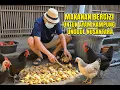 Download Lagu Rahasia Pakan Ayam Kampung Unggul Nusantara❗Cepat Besar \u0026 Sehat Dengan Fermentasi Gizi Tinggi
