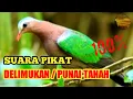 Download Lagu SUARA PIKAT DELIMUKAN / PUNAI TANAH 100% AMPUH