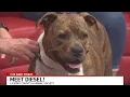 Fur Baby Friday: rescued from flooding, shelter’s longest resident Diesel needs a home