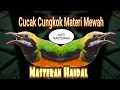 Lagu mp3 masteran mewah #cucakcungko kombinasai #sepahraja #gacor