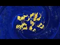 WILLOW & Jahnavi Harrison - Surrender (Krishna Keshava)