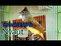 Download Lagu Pancingan Cucak jenggot ini terbukti mampu memancing Cucak jenggot lain jadi bunyi