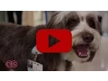 POOCH Program Volunteers Lisa and Teddy Cedars-Sinai