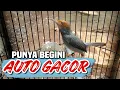 Download Lagu KUNCI GACORIN BURUNG PRENJAK KEPALA MERAH ‼️