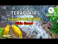 Download Lagu terapi air suara kenari betina memanggil jantan | pancingan kenari betina