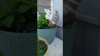 Омич на балконе устроил настоящий цветочный рай