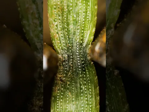 Pine Needle Close-Up 🌲