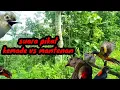 Download Lagu Suara Pikat Burung Kemade Vs Mantenan ||| Ampuh (Sudah terbukti)