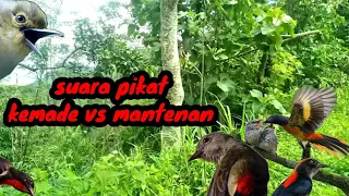 Download Suara Pikat Burung Kemade Vs Mantenan ||| Ampuh (Sudah terbukti) MP3