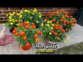 Download Lagu How to Grow Marigolds from Seed - Step by Step Updates