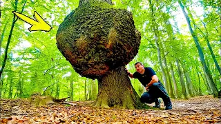 Man noticed a huge bump on the tree. What he saw inside amazed him!