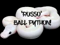 The Potential of the Russo Ball Python