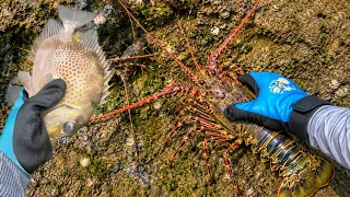 Catching stranded seafood #45 - catching fish, sea ​​snails, squid, lobster, eel, octopus, seafood
