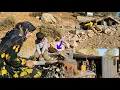 Download Lagu Heroic Nomadic Mother | Endless Love, Courage \u0026 Real Life Conquering the Mountains 🏔️