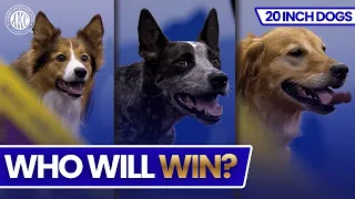 Play trivia and poll mini-games with friends, while you watch AKC Fastest Dogs USA & Agility Highlights (2023). Who will be crowned the fastest dog?!