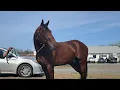 2025 USTrotting -