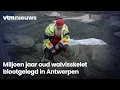 Miljoen jaar oud walvisskelet opgegraven in Antwerpen