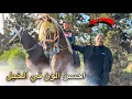 Lagu احسن فلوك من ضيعة بادريس مع اندر الون فالخيل وتبارك الله على ترابي 🔥😍😍 